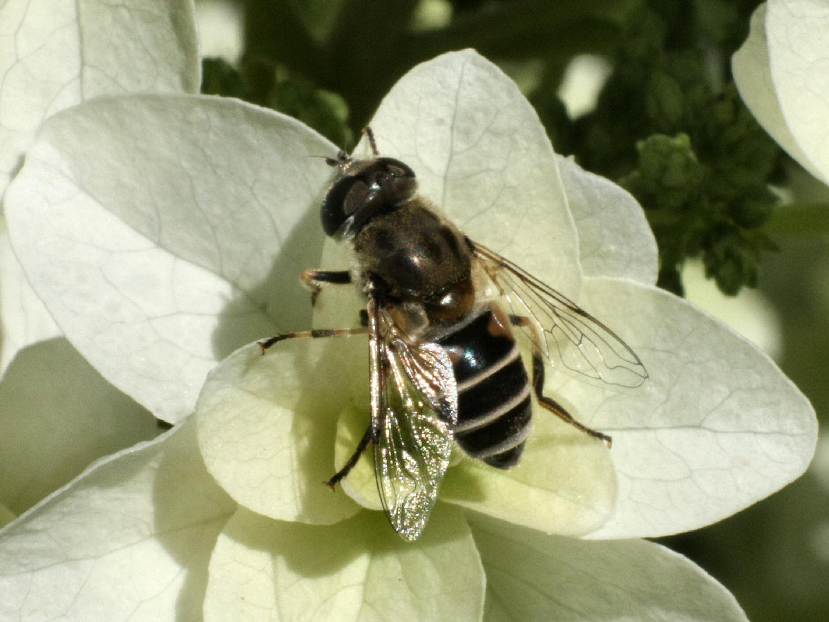 Eristalis interrupta ?